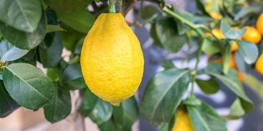 incredible Lemon Fruit