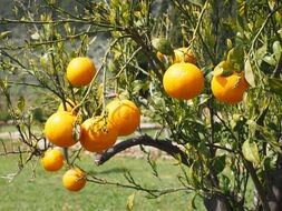 mature oranges in the garden