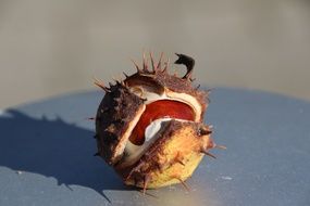 chestnut in prickly shell close-up