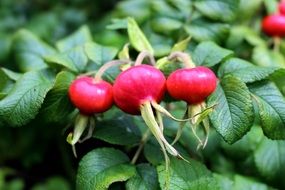 Rose Hips are growing in nature