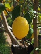 closeup photo of mature yellow lemon on the tree