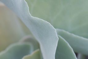 Plant Wild Nature Thorny cactus
