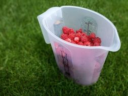 raspberries in a plastic jug