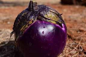 Big violet eggplant on the ground close-up