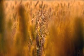 field of wheat close-up