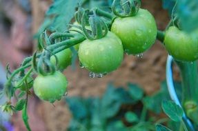 Tomatoes Green Drip Vegetables