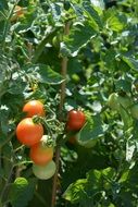 frisch Tomatoes