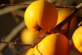 Sweet healthy delicious oranges on the tree
