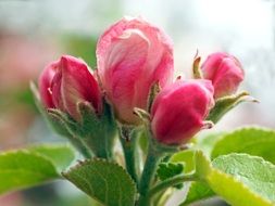 Apple Blossoms close-up on blurred background