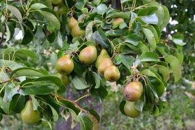 harvest of pears in an orchard