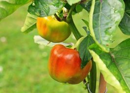 green paprika on the garden bed