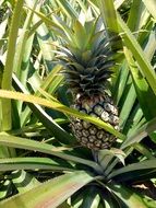pineapple in the garden
