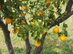 ripening sweet oranges in the garden