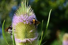 bees on dipsacus fullonum