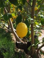 sour yellow lemon on the tree