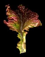 leaf of red lettuce