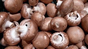fresh brown Mushrooms