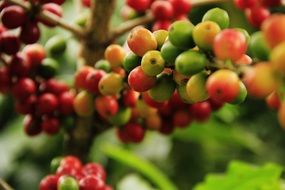 coffee beans on a branch