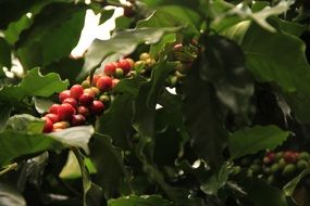 red coffee beans on a bush