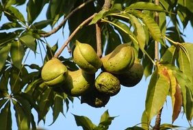 sterculia foetida on tree