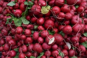 Red Radish close-up