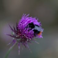 the insect is sitting on a thistle