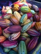 Chocolate cocoa pods
