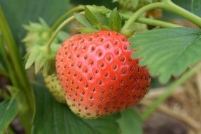 strawberries growing in the garden