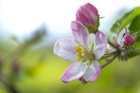 attractive Apple Flower