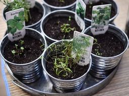 plant seedlings in metal glasses