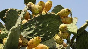 Cactus mediterranean plant