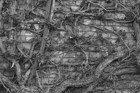 Black white photo of green ivy on the wall