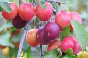 Cherry Plum Yellow Plums Fruit