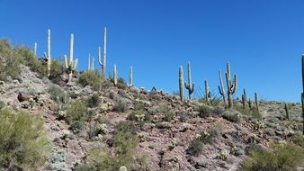 Saguaro, tree-like cacti in desert, usa, arizona