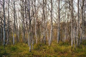 trees without leaves in the forest