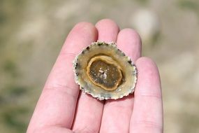 clam on hand