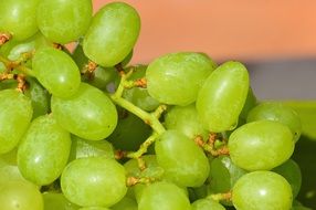 ripe green Grapes Fruits Healthy