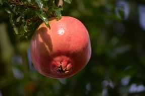 red young pomegranate on a tree branch