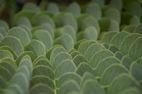 green leaves of a plant closeup