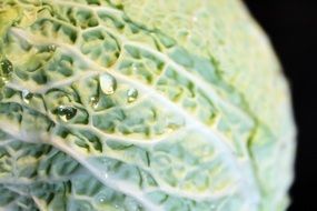 savoy cabbage in water drops