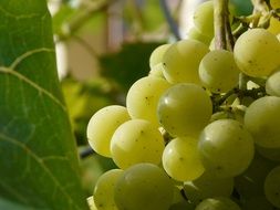 maturation of green grapes