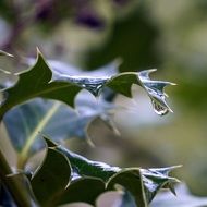 Holly Leaves