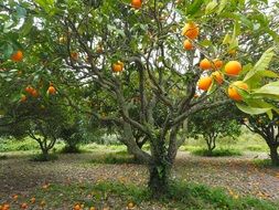 oranges in the fruit garden