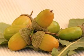 Yellow and green acorns with leaves