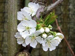 White flower blossomes on the apple tree