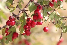 Hawthorn Red Fruit