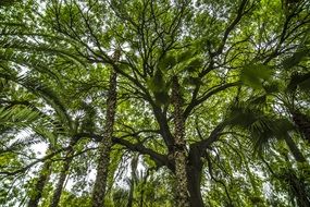 bamboo forest green plant landscape