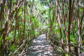 Path in the bacab jungle park