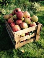 harvest of juicy apples