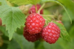 Raspberries Red Fruits nature